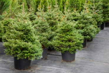 Ekologické Vánoce? Živý stromek a recyklované obaly